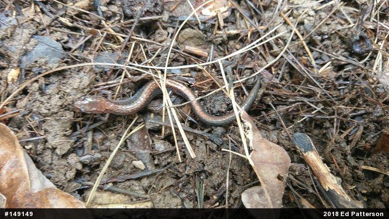 Eastern Red-backed  Salamander