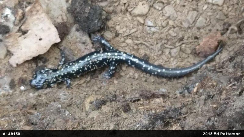 Northern Slimy Salamander