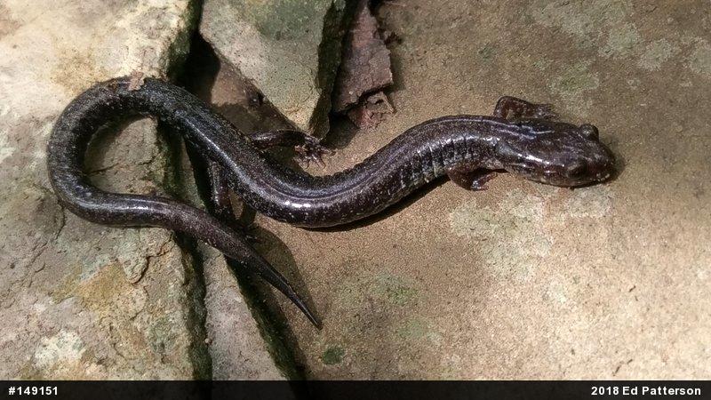 Valley And Ridge Salamander
