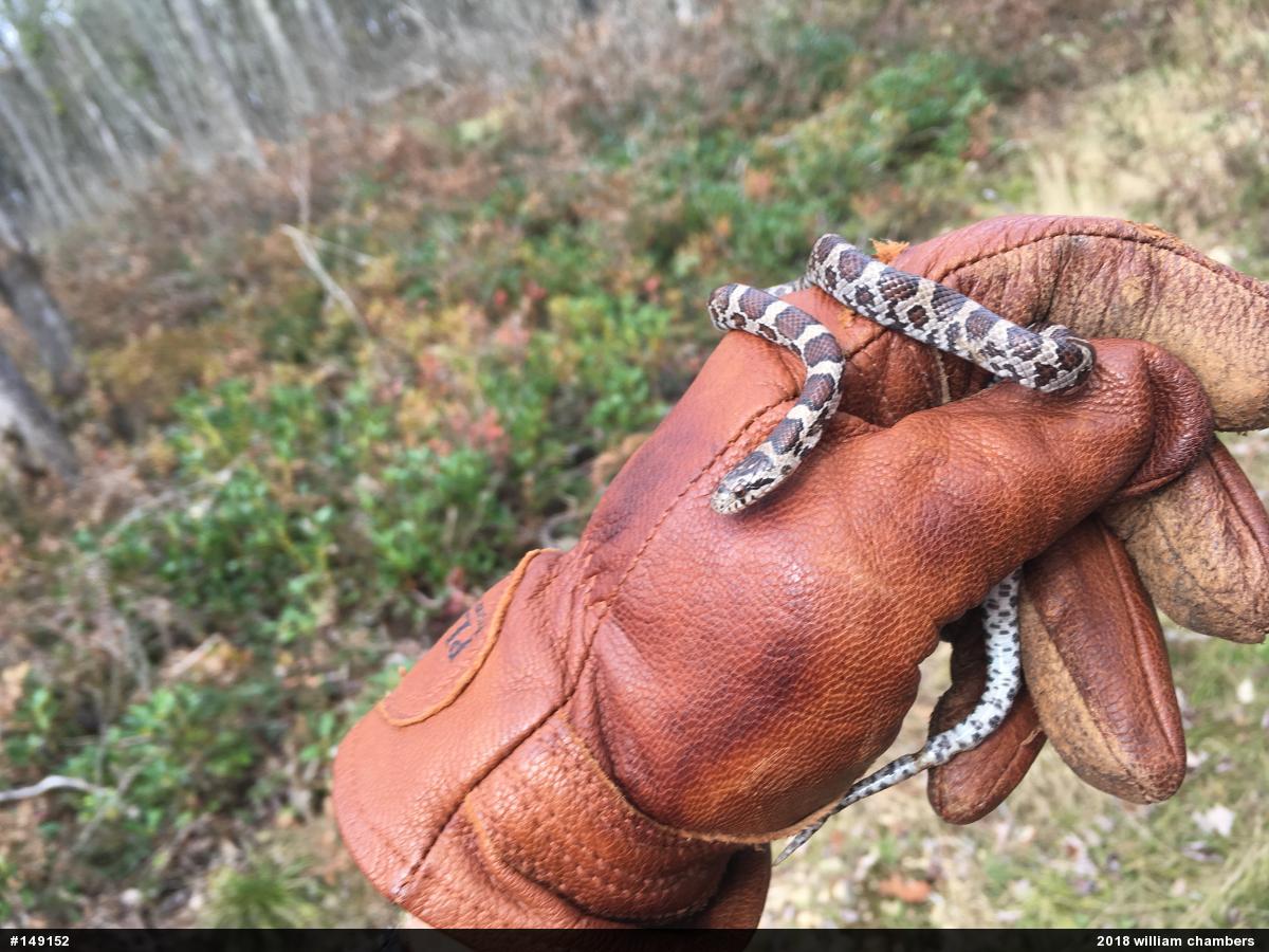 Eastern Milksnake