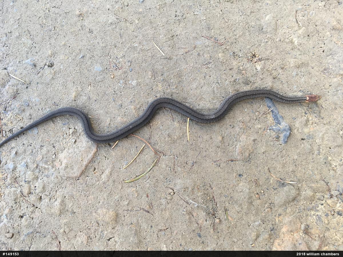 Red-bellied Snake