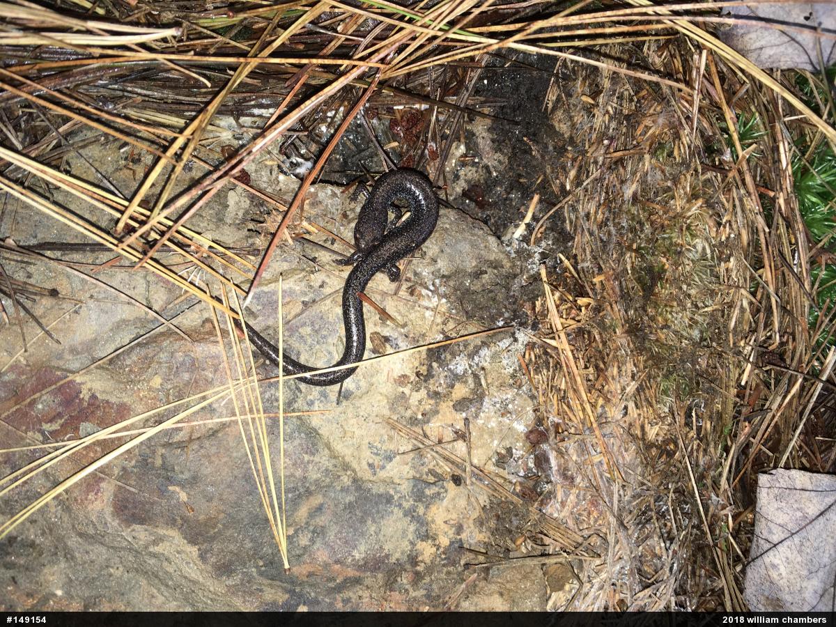Valley And Ridge Salamander