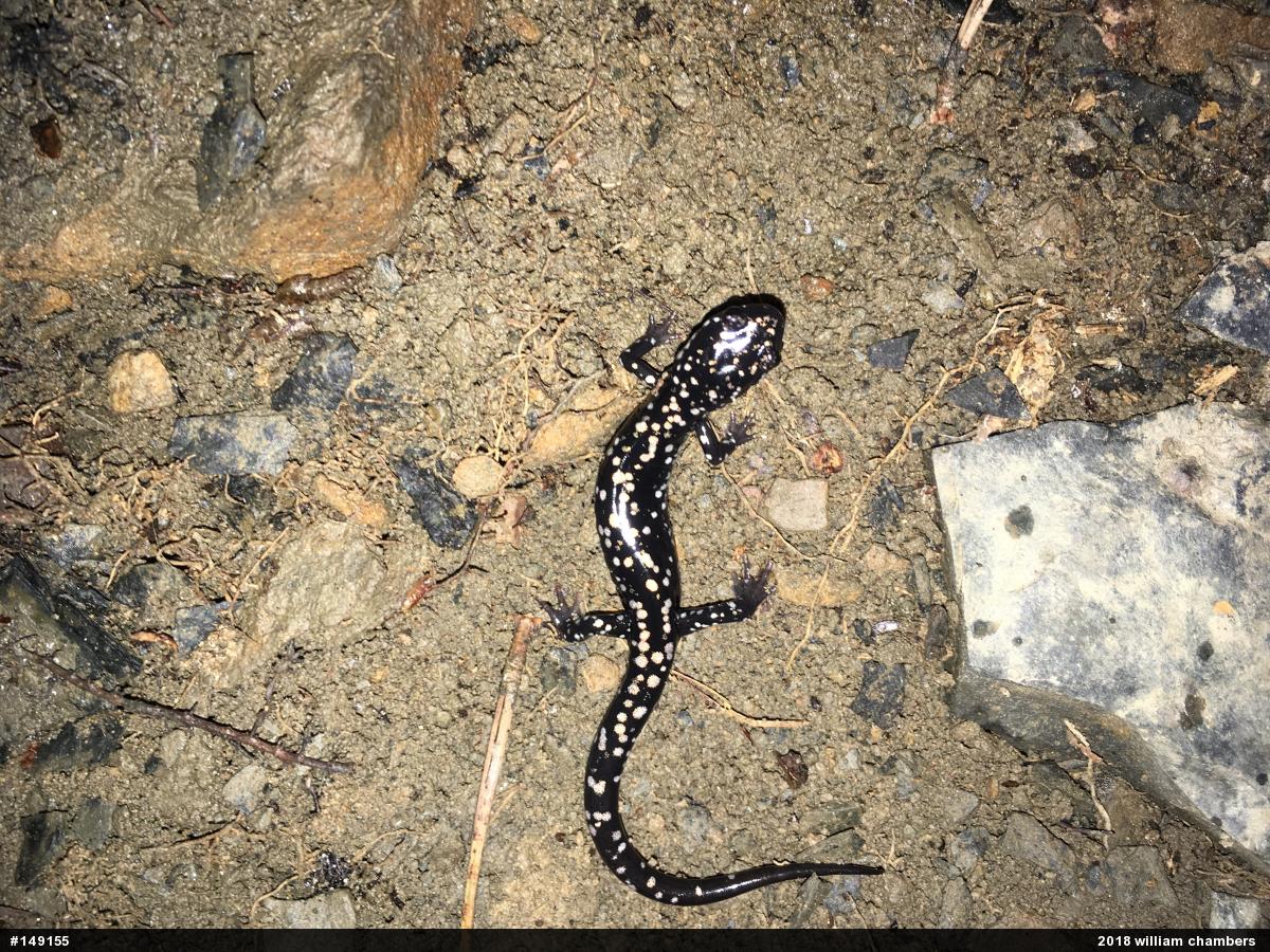 Northern Slimy Salamander