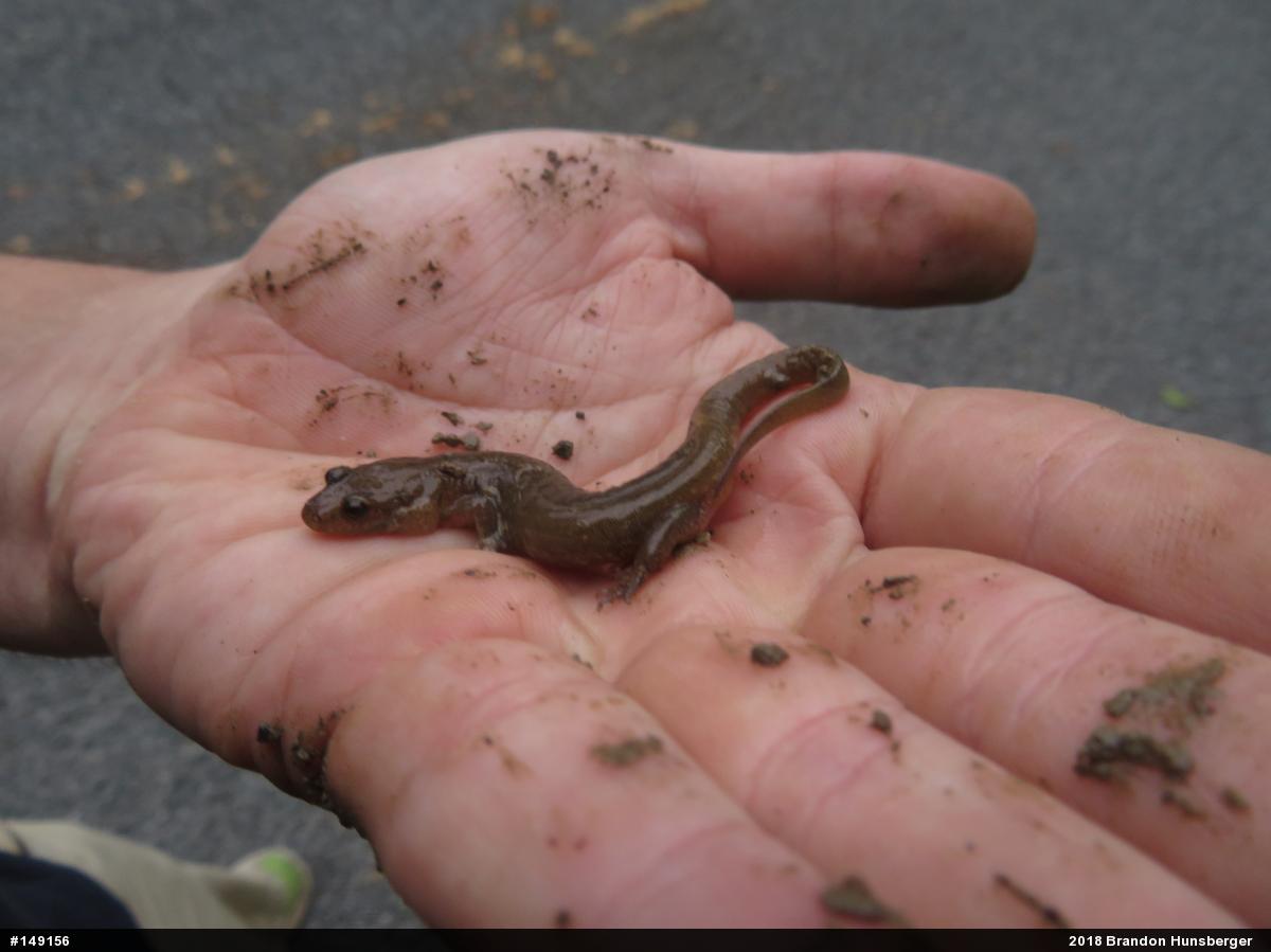 Northern Dusky Salamander