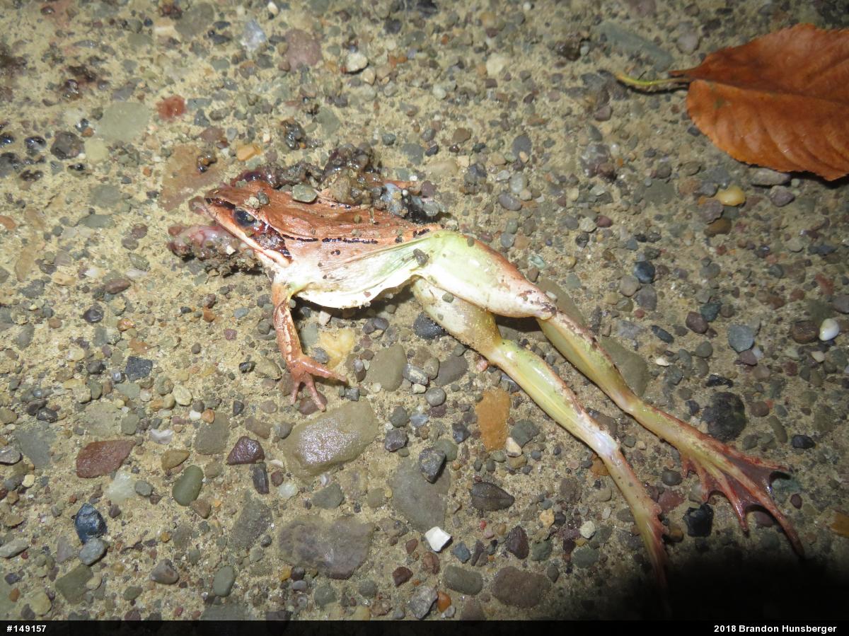 Wood Frog