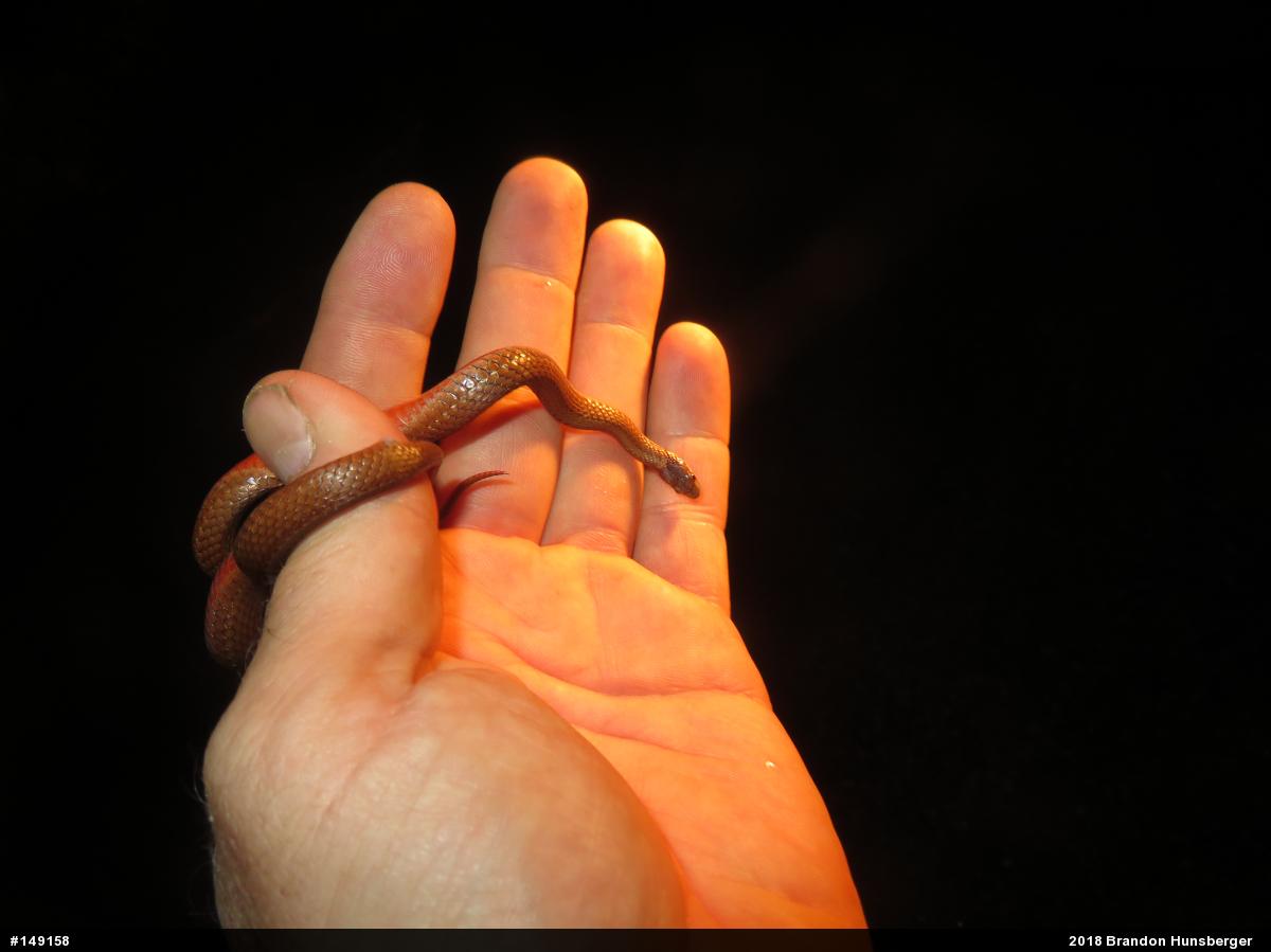 Red-bellied Snake
