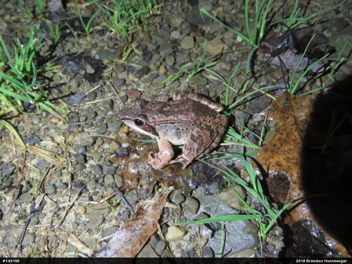 Wood Frog