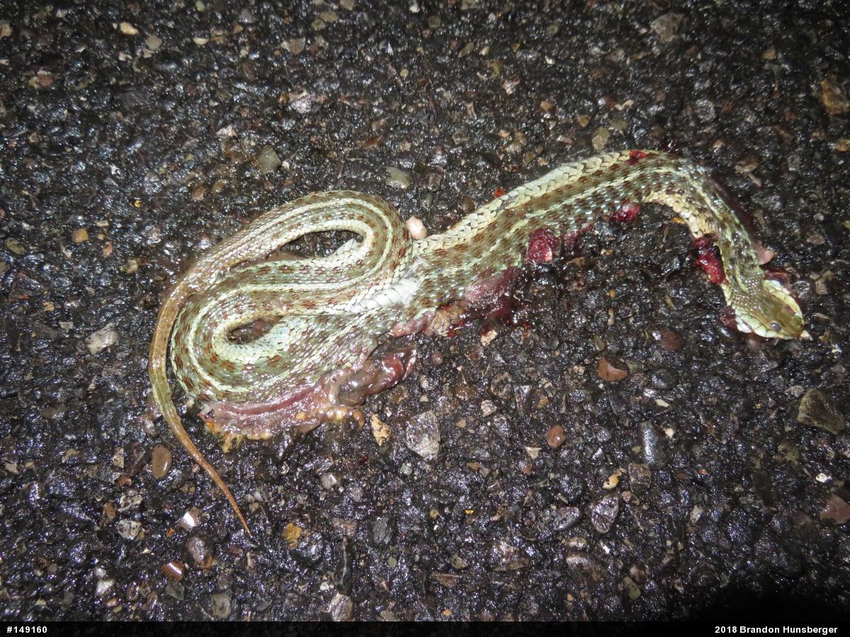 Eastern Gartersnake