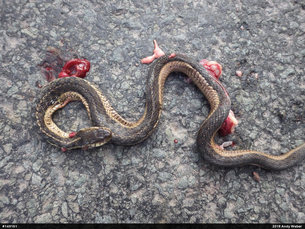 Eastern Gartersnake