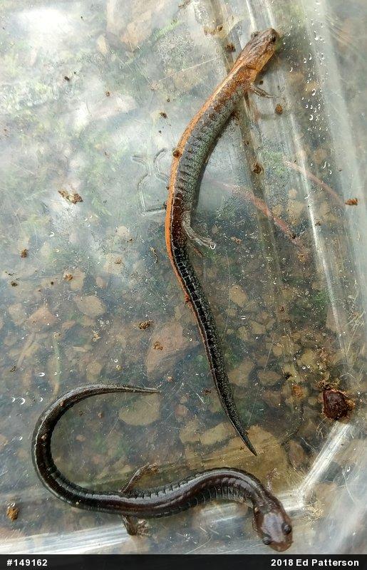 Eastern Red-backed  Salamander