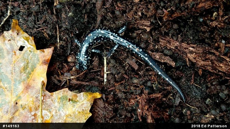 Northern Slimy Salamander