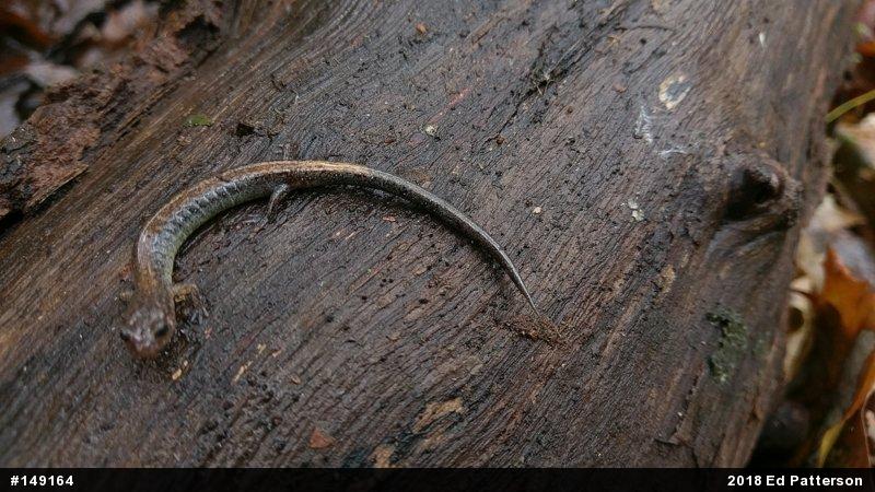 Eastern Red-backed  Salamander