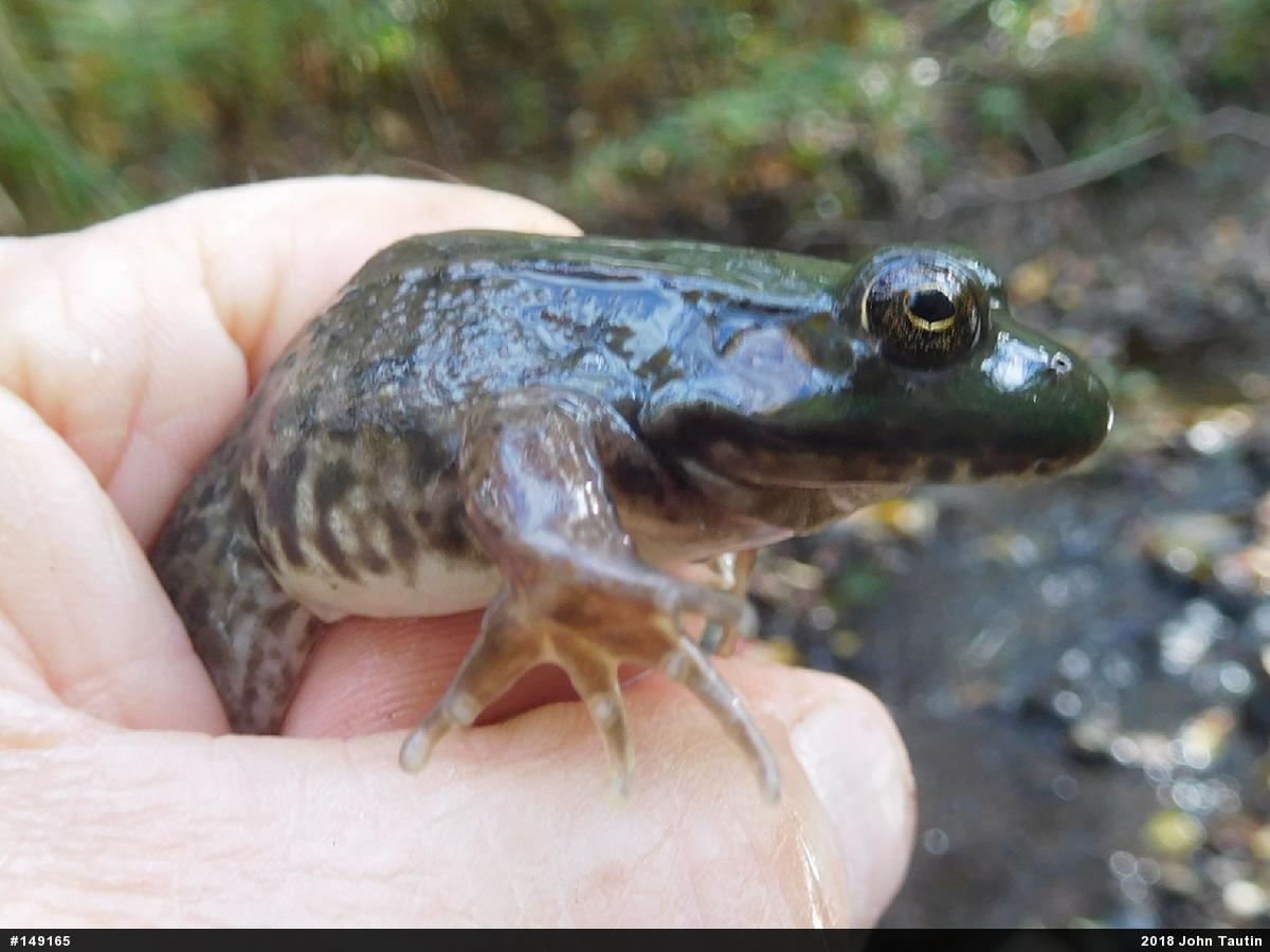 Green Frog