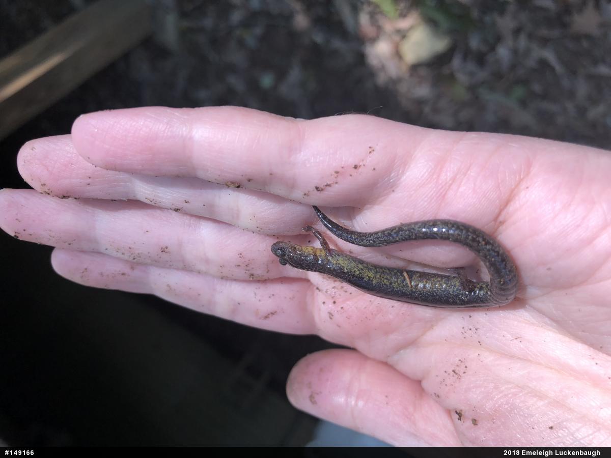 Eastern Red-backed  Salamander