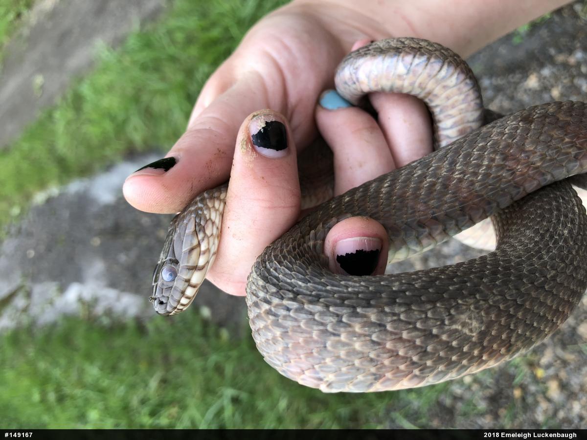 Northern Watersnake