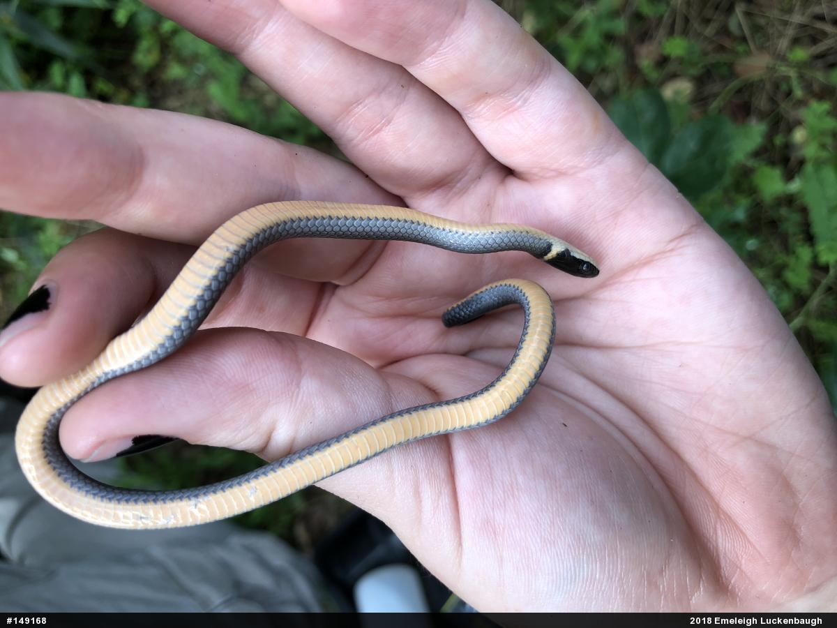 Northern Ring-necked Snake