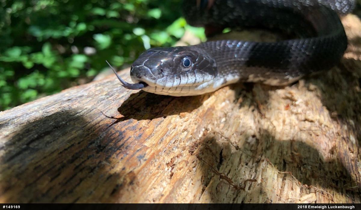 Eastern Ratsnake