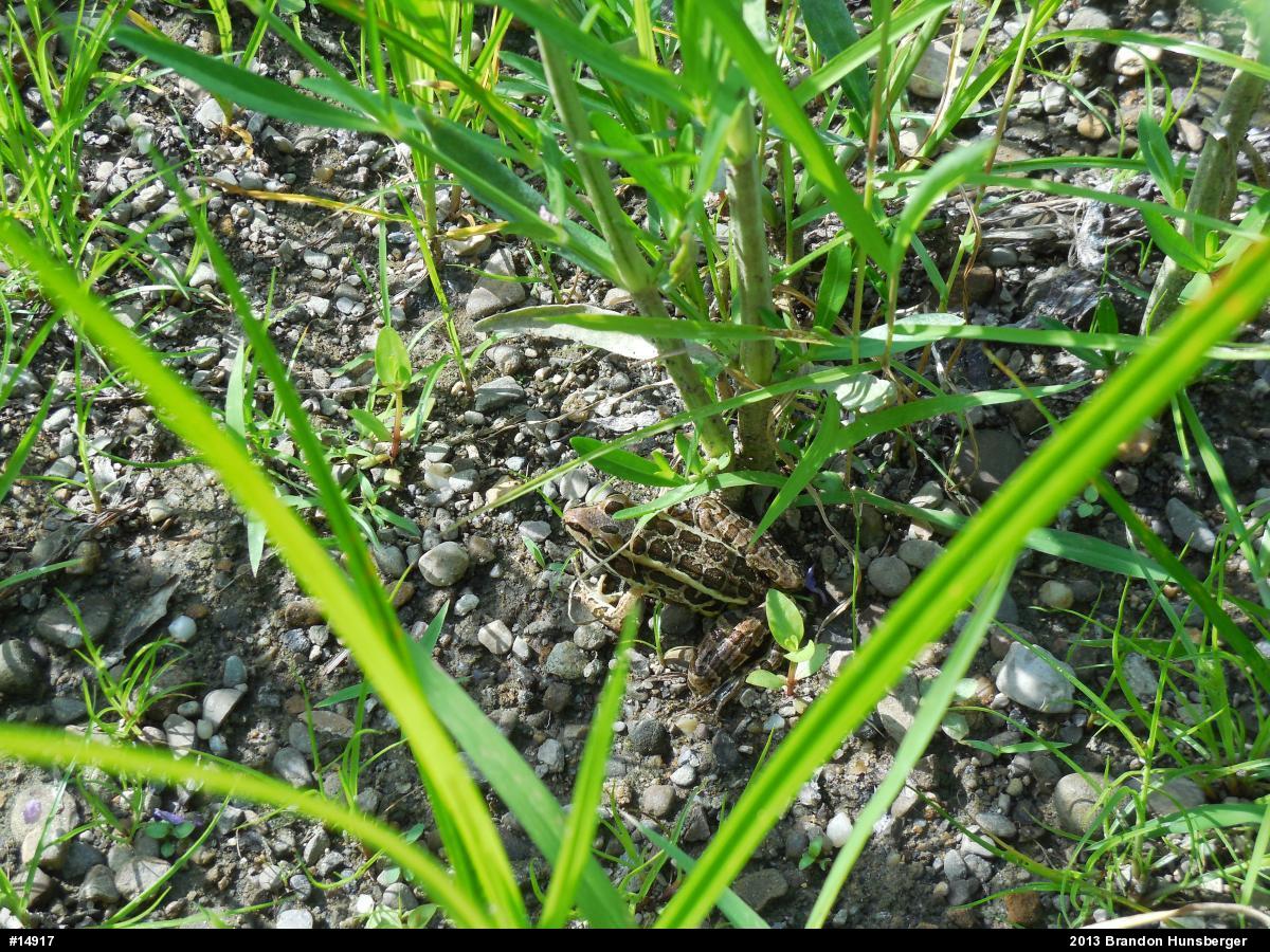Pickerel Frog