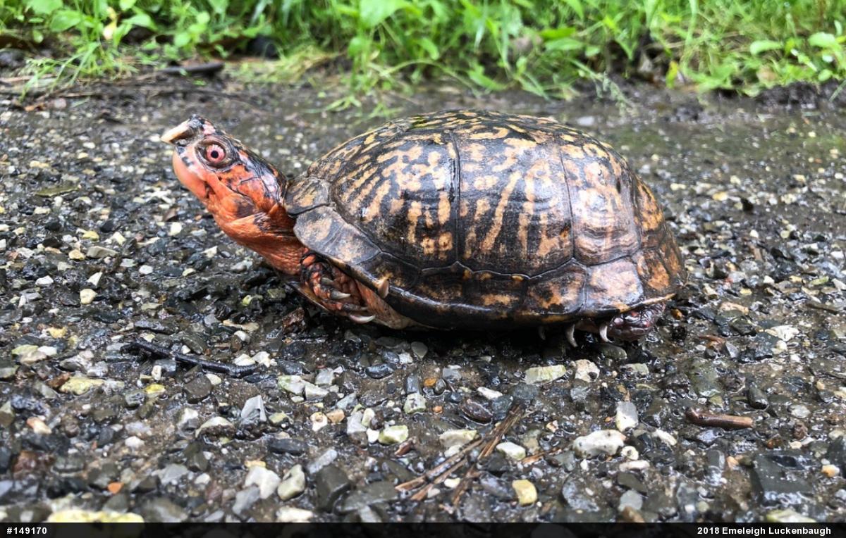 Eastern Box Turtle