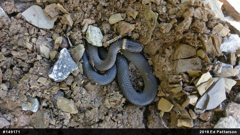Northern Ring-necked Snake