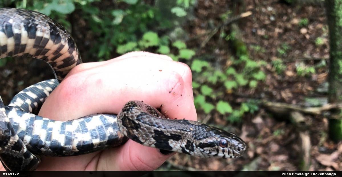 Eastern Milksnake