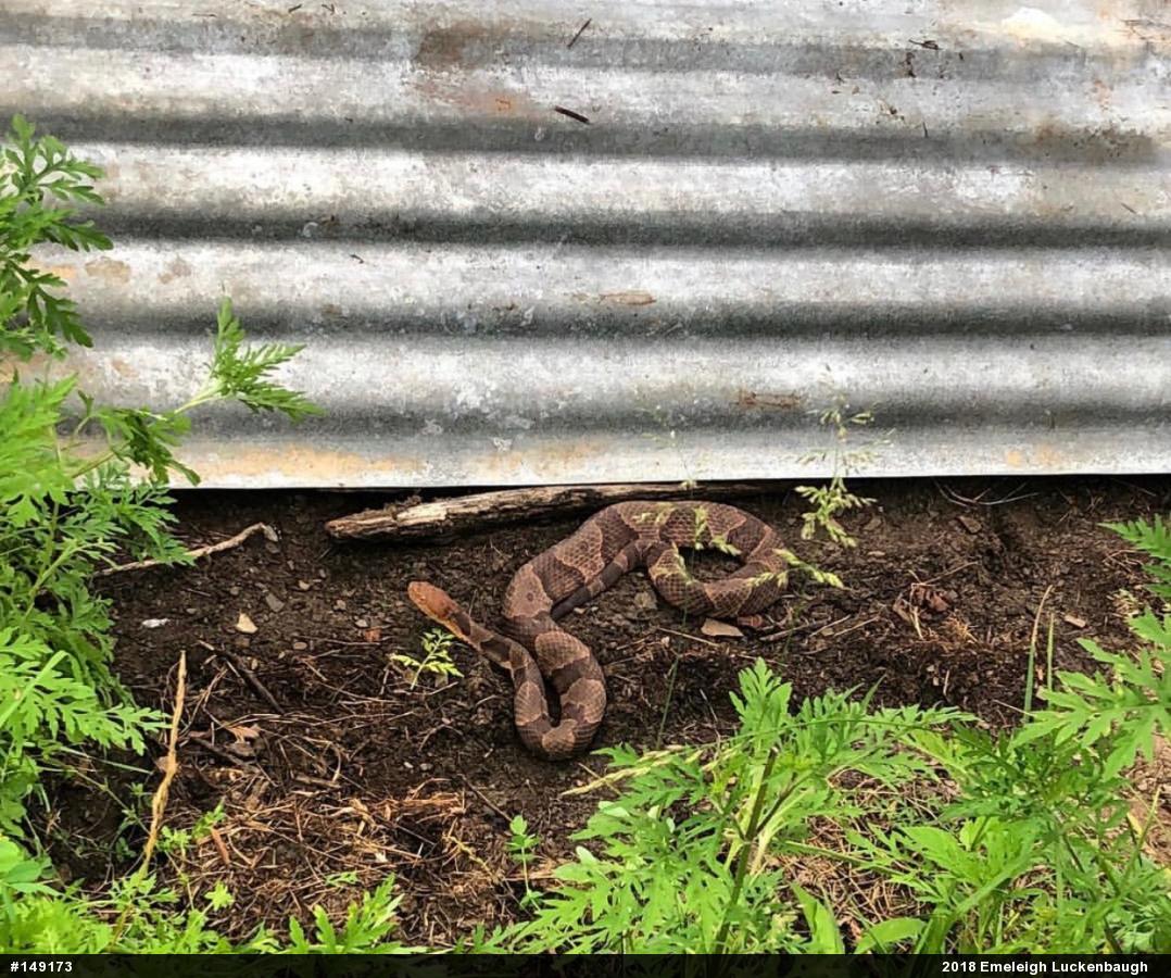 Northern Copperhead