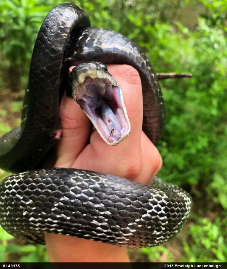 Eastern Ratsnake