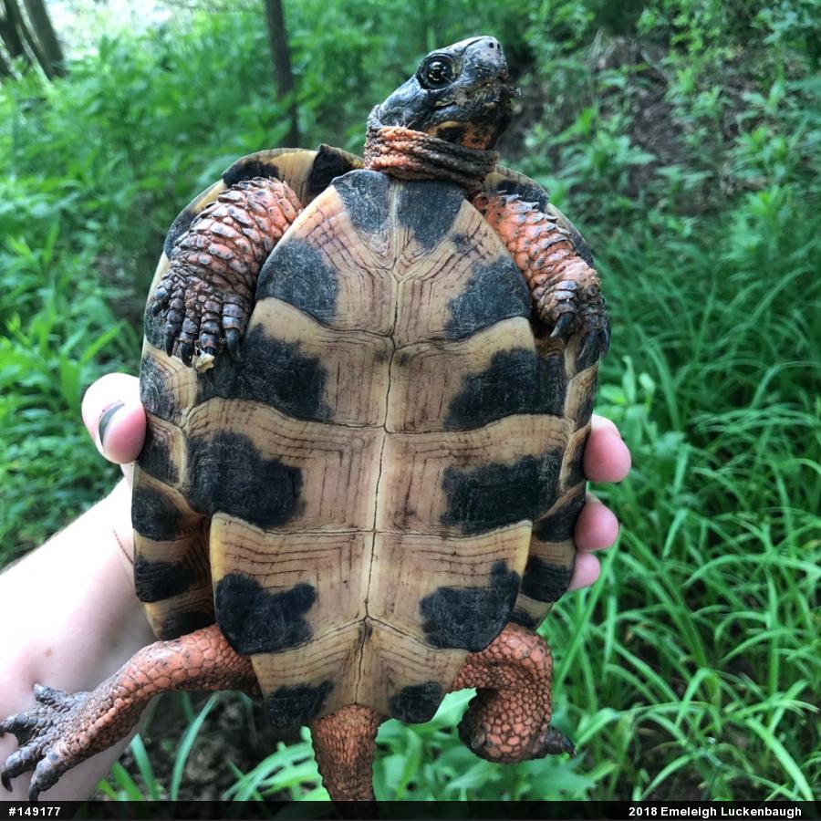 Wood Turtle