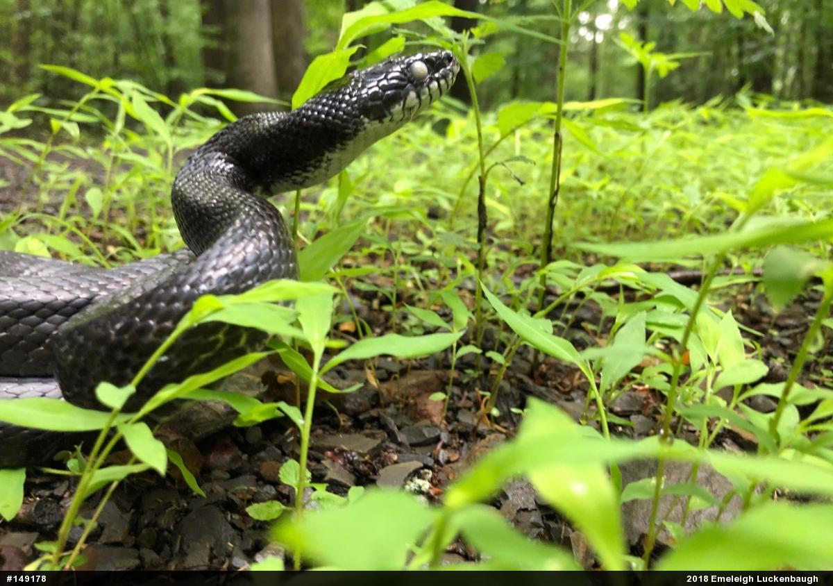 Eastern Ratsnake