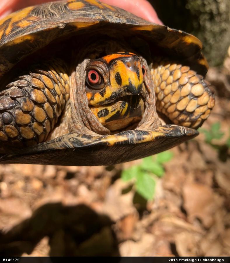 Eastern Box Turtle