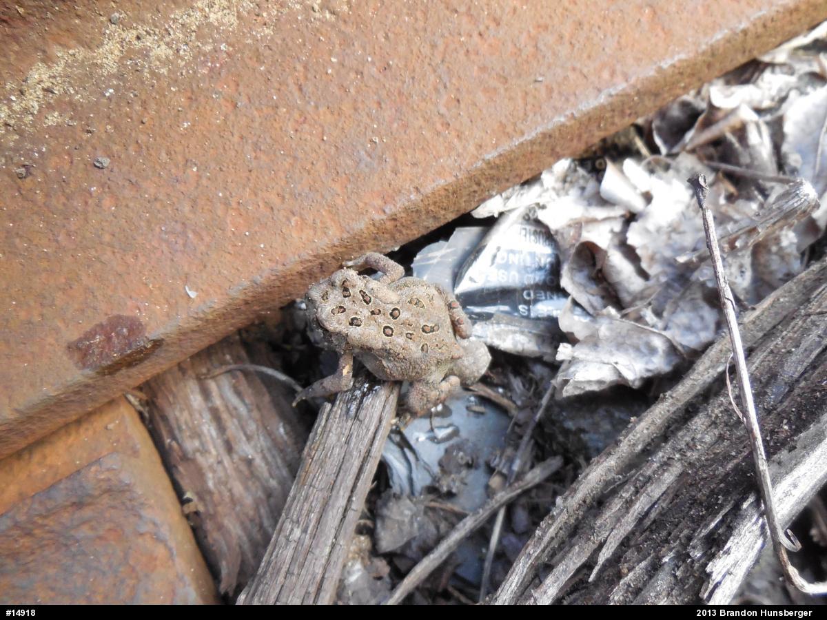 Eastern American Toad