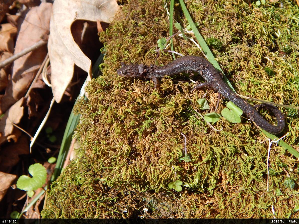 Valley And Ridge Salamander