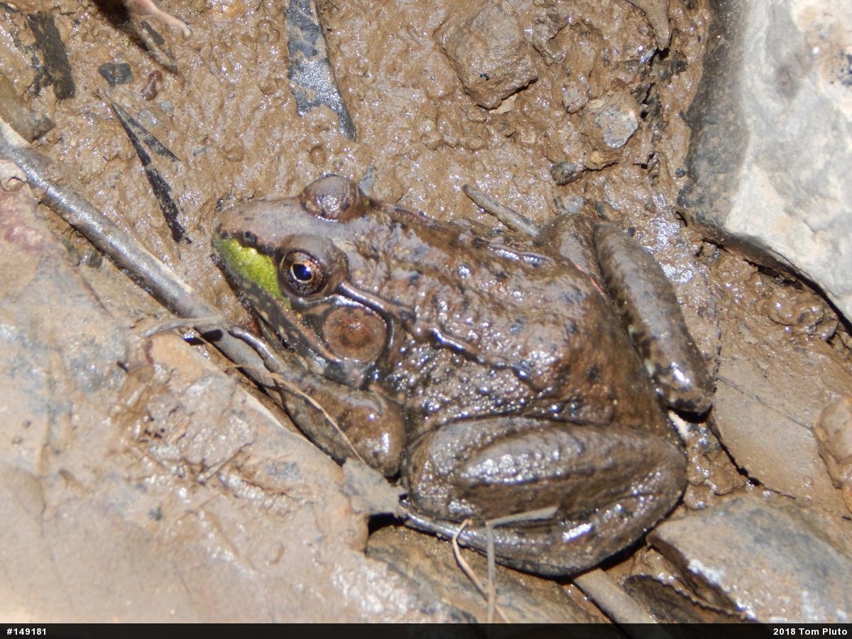 Green Frog