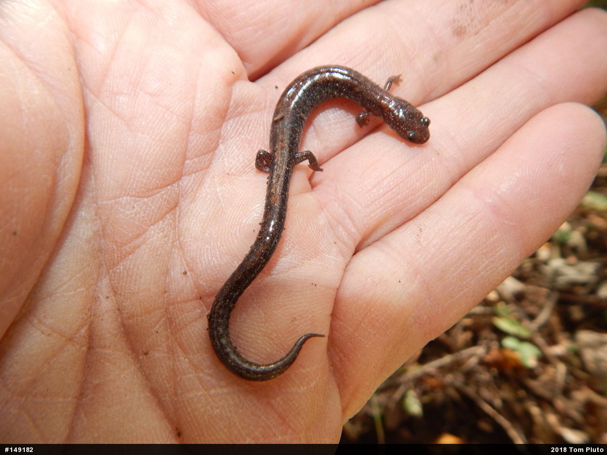 Eastern Red-backed  Salamander
