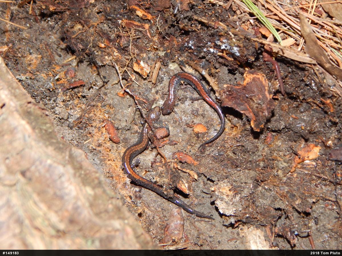 Eastern Red-backed  Salamander
