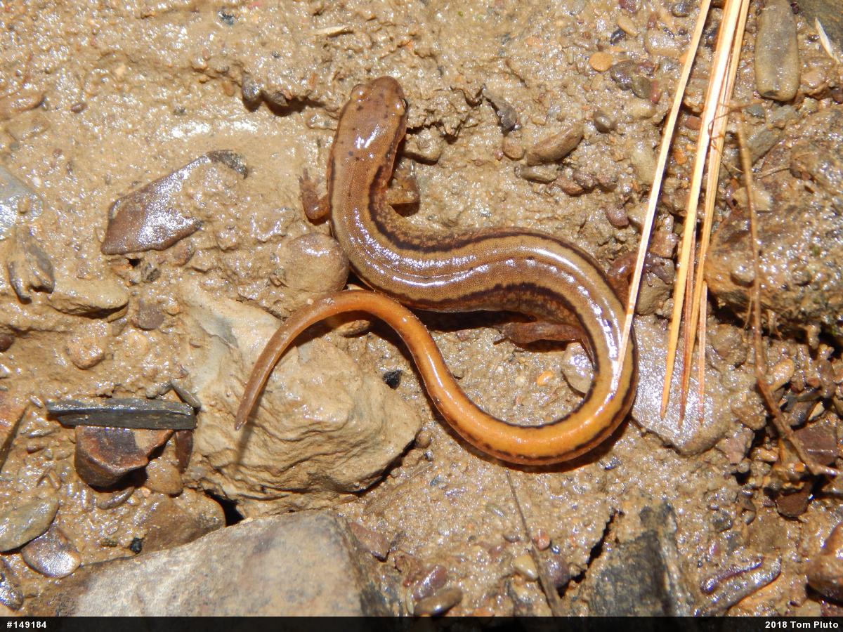 Northern Two-lined Salamander