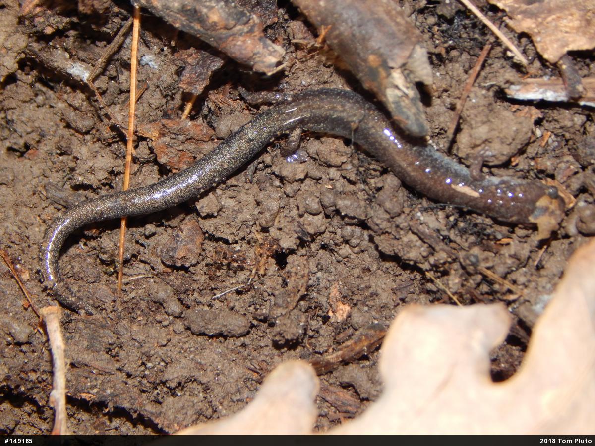 Eastern Red-backed  Salamander