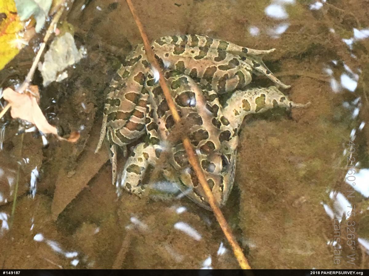 Pickerel Frog