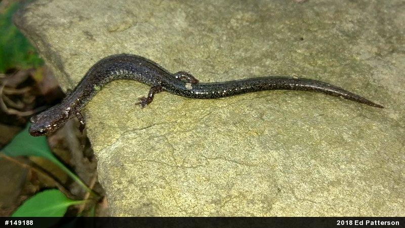 Valley And Ridge Salamander