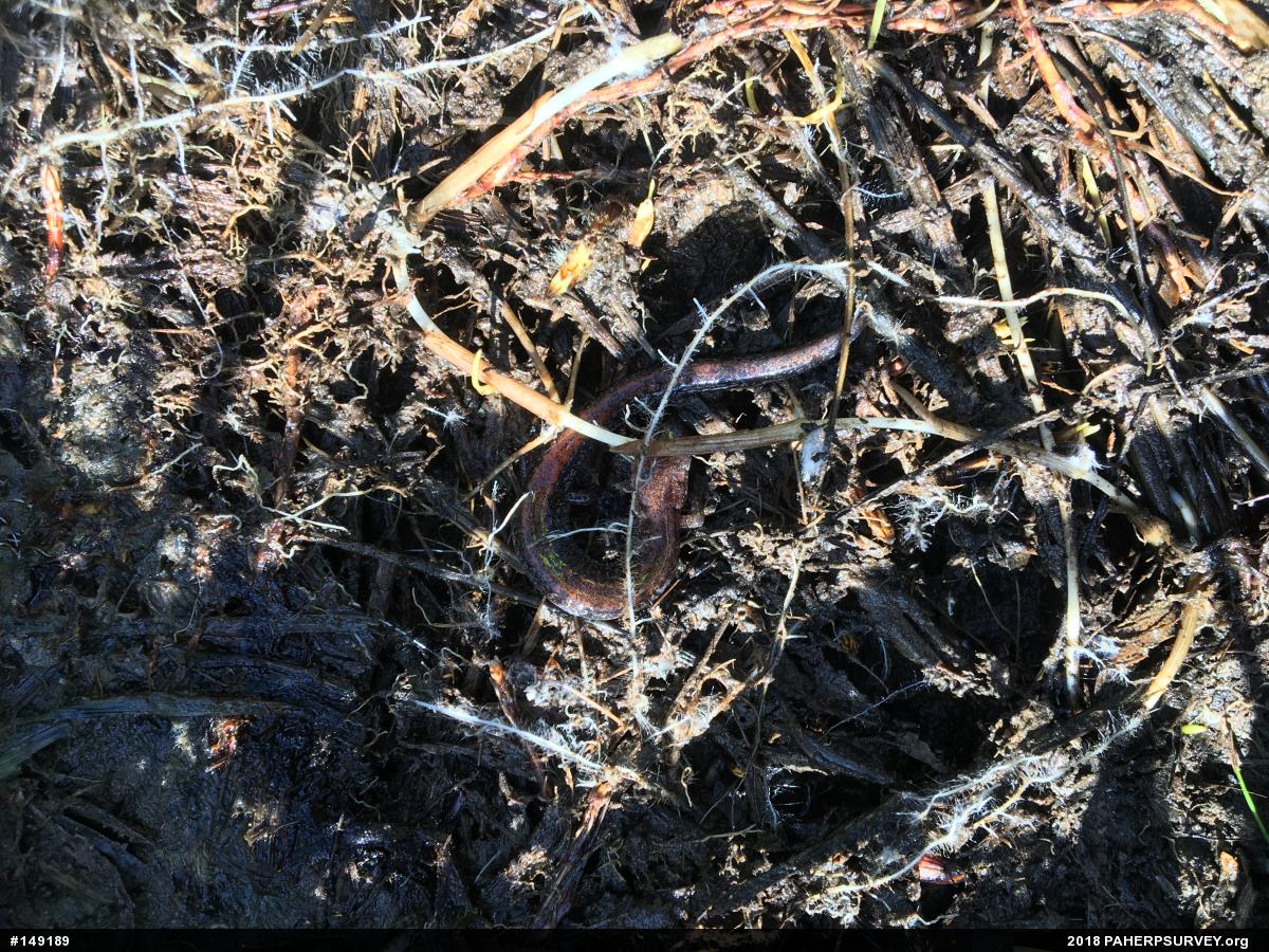 Eastern Red-backed  Salamander