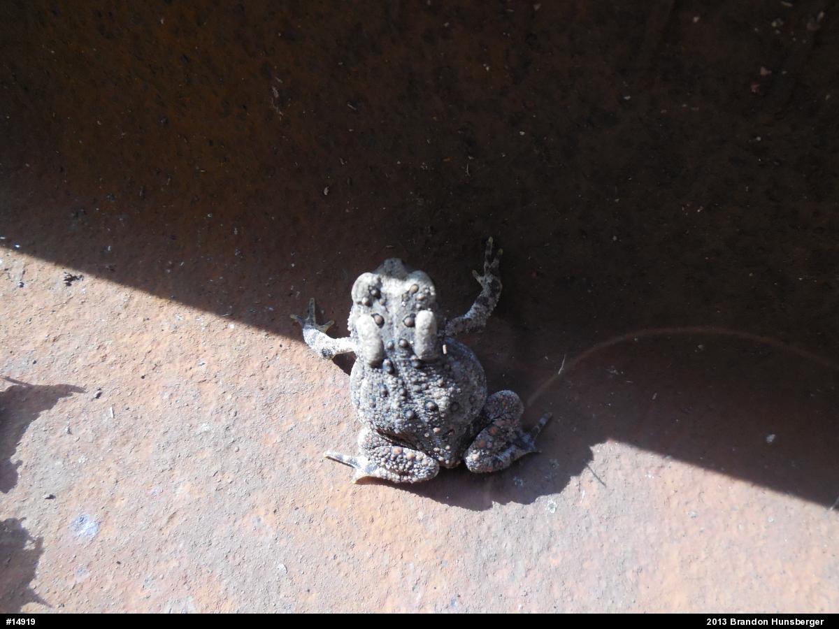 Eastern American Toad
