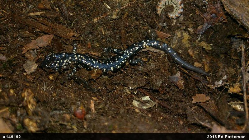 Northern Slimy Salamander