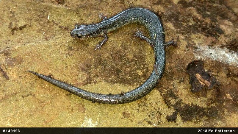 Valley And Ridge Salamander