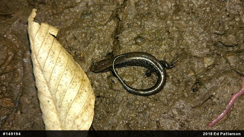 Allegheny Mountain Dusky Salamander