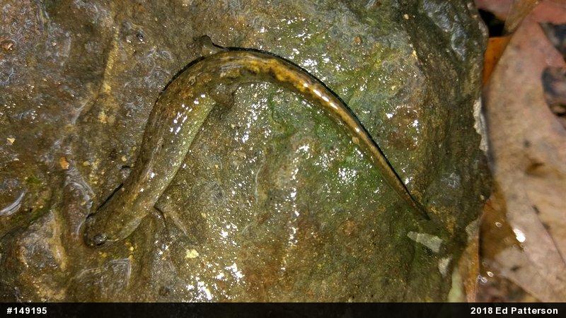 Northern Dusky Salamander