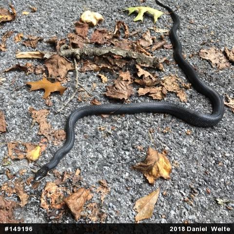 Eastern Ratsnake
