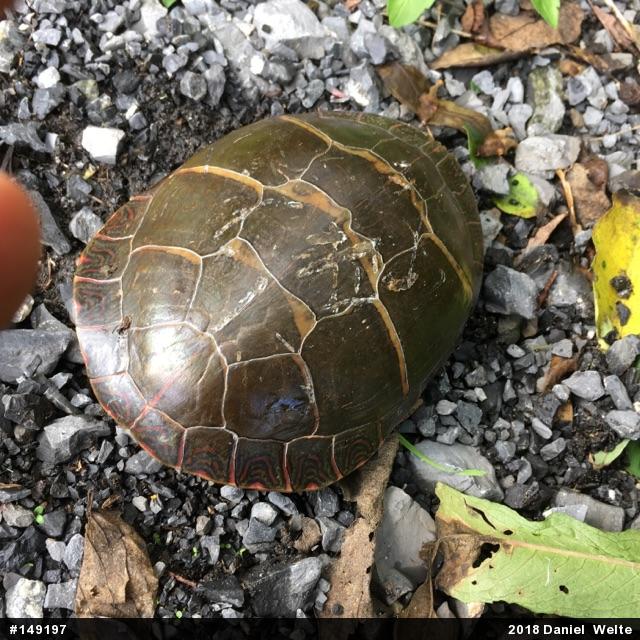 Painted Turtle