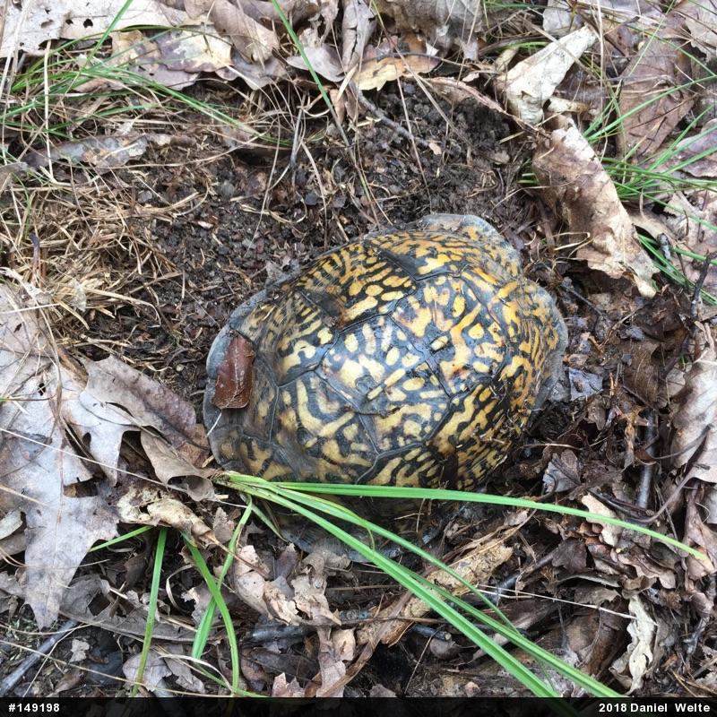Eastern Box Turtle