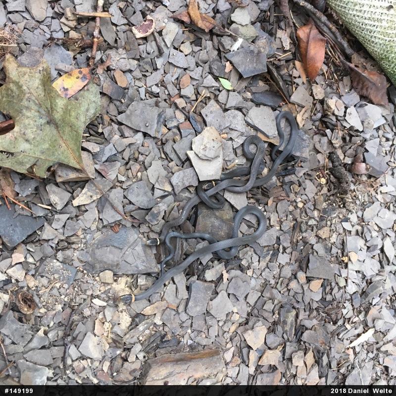 Northern Ring-necked Snake