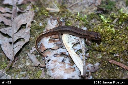 Northern Dusky Salamander